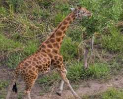 The subspecies of a giraffe named Congo giraffe is found here. It is the symbol of the park. It is the only known giraffe population in the DRC.